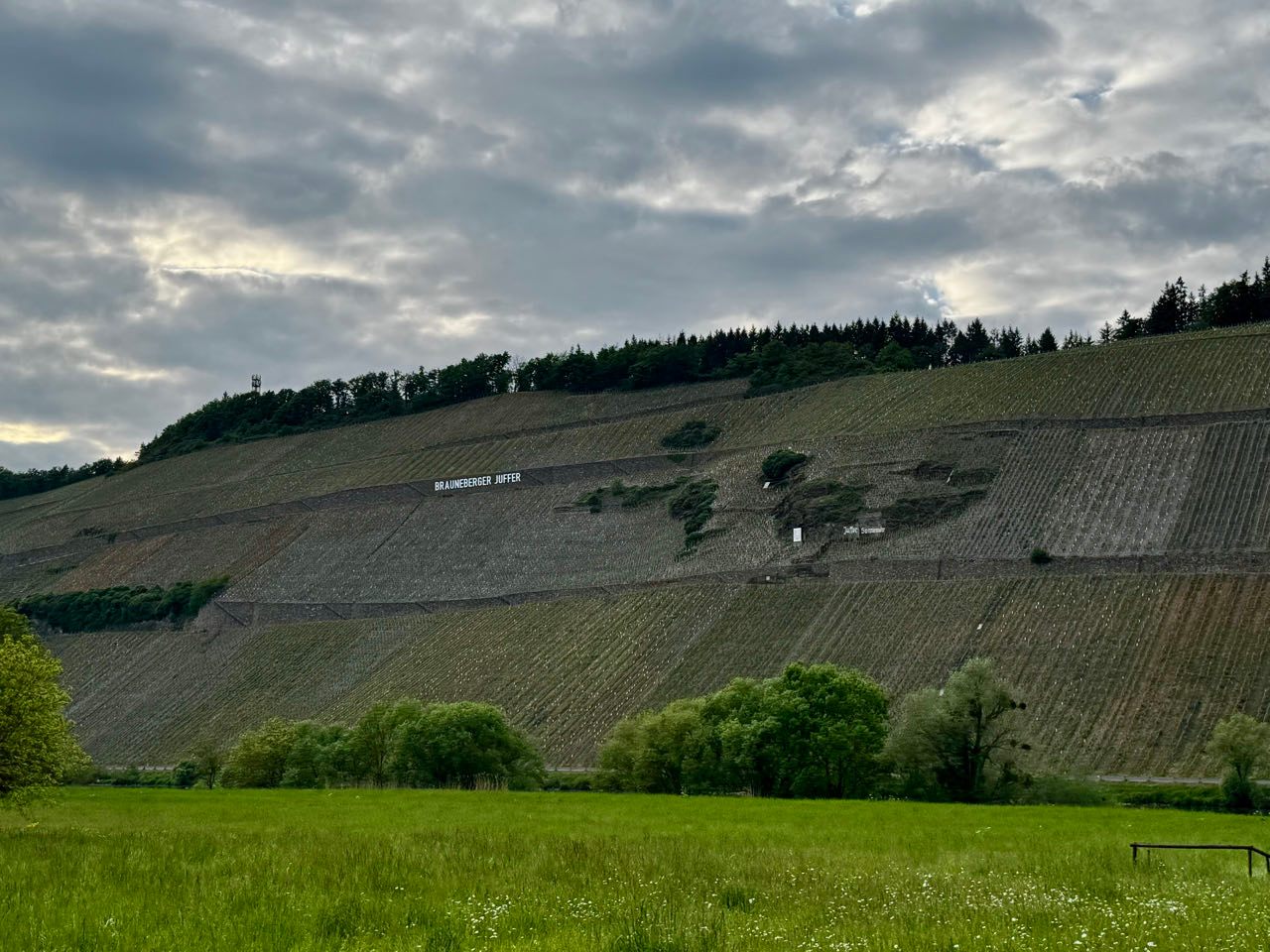 Weinberge von Wintrich an der Mosel