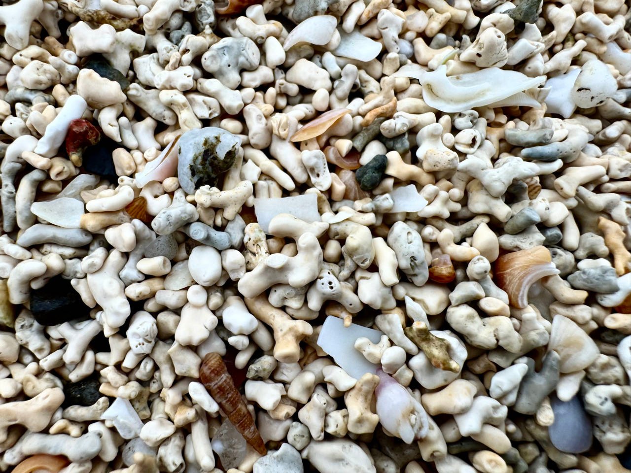 Coral Beach "Sand"