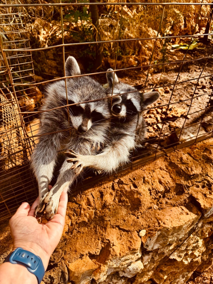 Highlight im Akos Stone Park