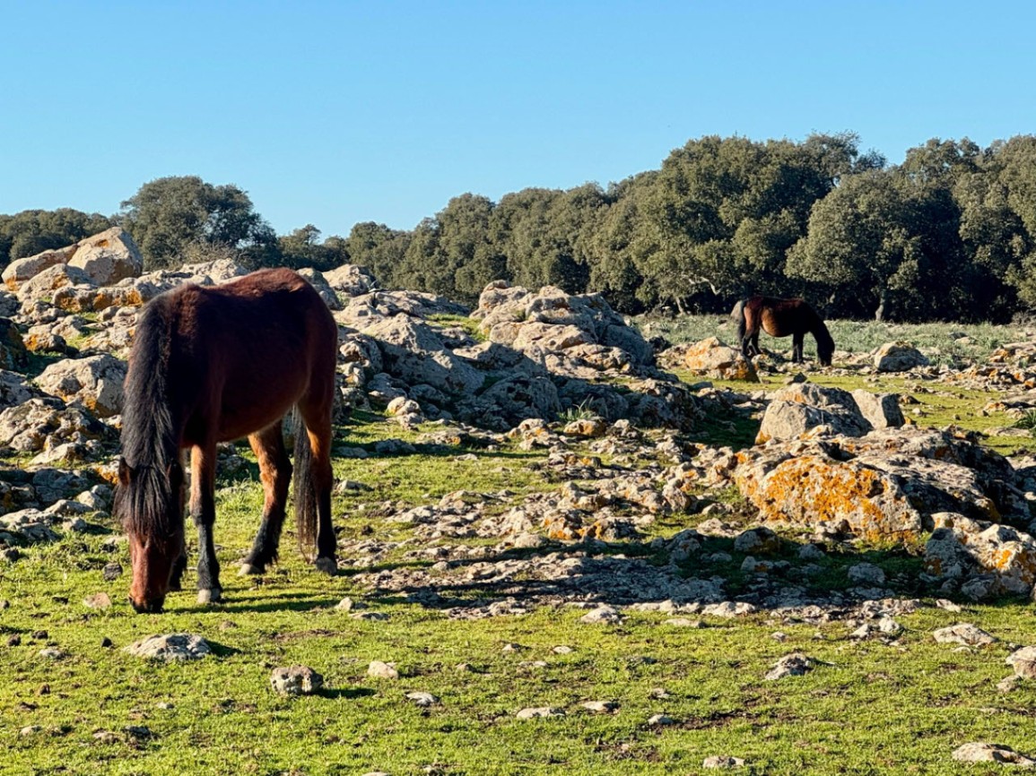 viele Wildpferde ganz nah